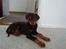 Dobermann Kejser *R.I.P*
