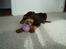 Dobermann Kejser *R.I.P* - Kejser med sin nye bold :D ..