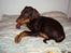 Dobermann Kejser *R.I.P*