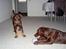 Dobermann Kejser *R.I.P* - Kejser med sin gamle legekammerat Arnold .