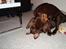 Dobermann Kejser *R.I.P*