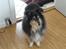 Shetland sheepdog Bessie - R.I.P minskat :-* - 2* Den smukke, efterår 2010 Foto: Mig
