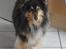 Shetland sheepdog Bessie - R.I.P minskat :-* - 4* Den smukkeste hund i verden! Efterår 2010 Foto: Mig