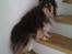 Shetland sheepdog Bessie - R.I.P minskat :-* - 5* Bessie på trappen :D Efterår 2010 Foto: Mig
