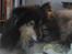 Shetland sheepdog Bessie - R.I.P minskat :-* - 8* Bessie sover ;* Efterår 2010 Foto: Mig