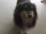 Shetland sheepdog Bessie - R.I.P minskat :-* - 9* Hjemme hos min mormor og morfar Efterår 2010:D Foto: Mig