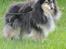 Shetland sheepdog Bessie - R.I.P minskat :-* - 11* Ude og gå tur, sommer 2010 ;* Foto: Mig