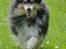 Shetland sheepdog Bessie - R.I.P minskat :-* - 12* Min glade vuffer, selvom hun er gammel, kan hun godt være frisk ;) Sommer 2010 Foto: Mig