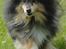 Shetland sheepdog Bessie - R.I.P minskat :-* - 13* Smukke :* Sommer 2010 Foto: Mig