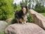 Shetland sheepdog Bessie - R.I.P minskat :-* - 15* Bessie troner på en sten :D sommer 2010 Foto: Mig