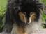 Shetland sheepdog Bessie - R.I.P minskat :-* - 16* Bessie på en sten igen :) Sommer 2010 Foto: Mig