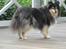 Shetland sheepdog Bessie - R.I.P minskat :-* - 17* Den smukke oppe i vores sommerhus :) sommer 2010 Foto: Mig