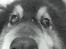 Shetland sheepdog Bessie - R.I.P minskat :-* - 20* Min øjensten :) Sommer 2010 Foto: Mig