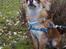 Chihuahua Loui (sir be magic) 