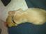 Cavalier king charles spaniel Dina - R.I.P.den 22/11-10
