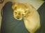 Cavalier king charles spaniel Dina - R.I.P.den 22/11-10