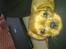 Cavalier king charles spaniel Dina - R.I.P.den 22/11-10