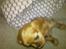 Cavalier king charles spaniel Dina - R.I.P.den 22/11-10