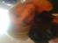 Blanding af racer Pepsi  (solgt savner dig) - Sofie, Og Pepsi;* 4 - EVER,!(; #20