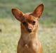 Dvaergpinscher /papillon - Cassiopeia