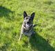 Schæferhund hyldeboGisser  (Jubi)