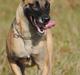 Malinois Crazy