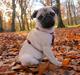 Mops Peanut