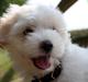 Coton de tulear Carlo Uno *Min bamse*