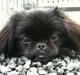 Pekingeser Gabi