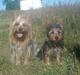 Australian silky terrier Joshefine