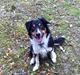 Border collie Boss