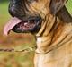 Bullmastiff Brak's On Slow Track