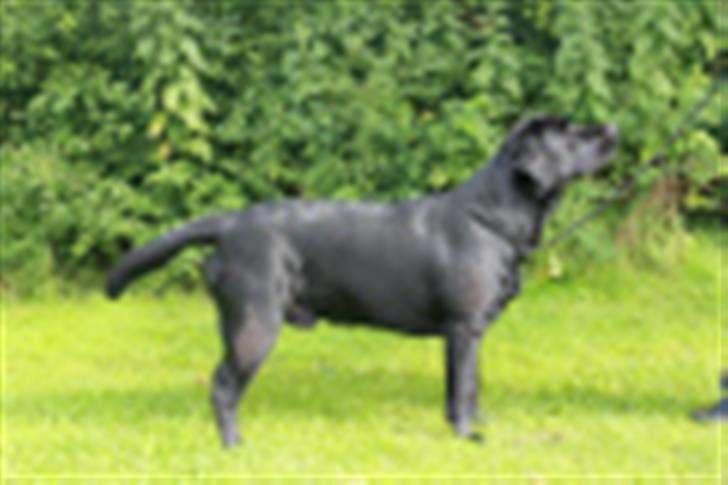 Labrador retriever Fifi sunshine casino - Casino til udstilling i vejen 10,5 mdr. Han fik Excellent som den eneste og blev 1 vinder :-) billede 1