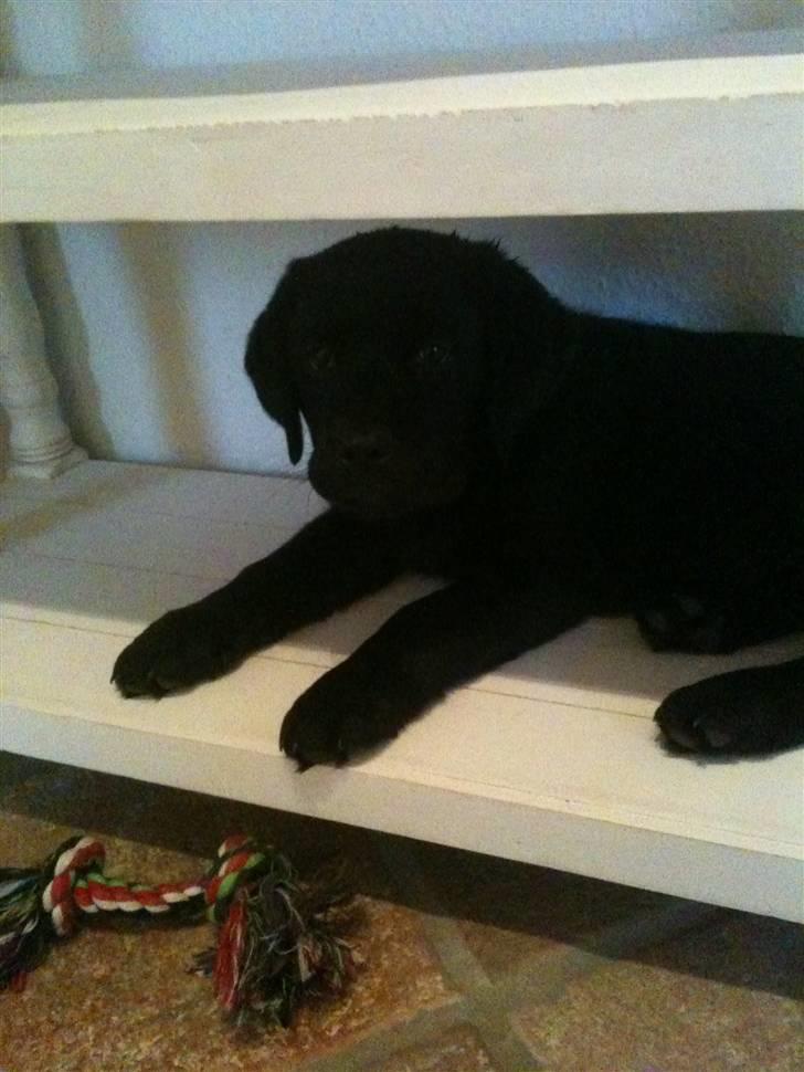 Labrador retriever Fifi sunshine casino - Casino har været ved os nogen dage og hylden er bare nr 1 :-) billede 2