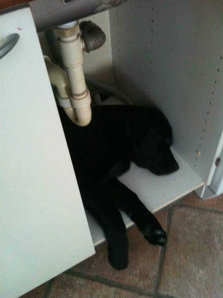 Labrador retriever Fifi sunshine casino - Dengang man var så lille at man kunne sove i skabet :-) billede 3