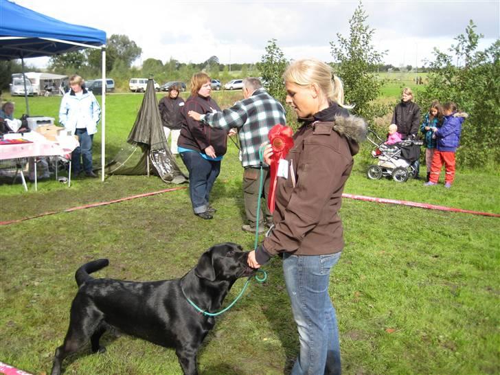 Labrador retriever Fifi sunshine casino - Skue i Fredericia Han blev 1 vinder og på billeder er han lige blevet BIR :-) billede 4