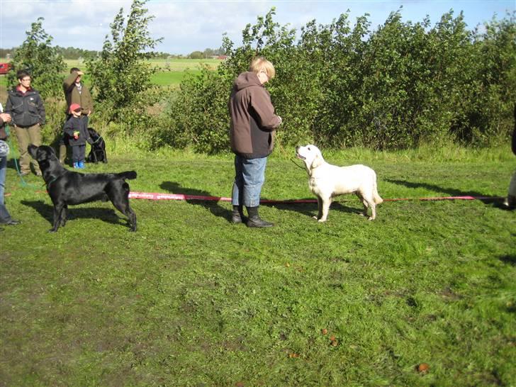 Labrador retriever Fifi sunshine casino - Skue i Fredericia her blev han 2 i BIS :-) billede 5