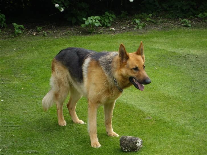 Schæferhund Rex billede 3