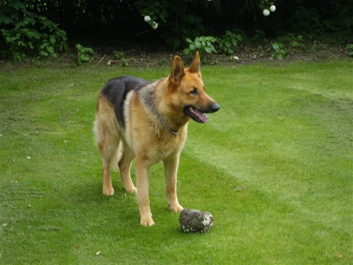 Schæferhund Rex billede 4