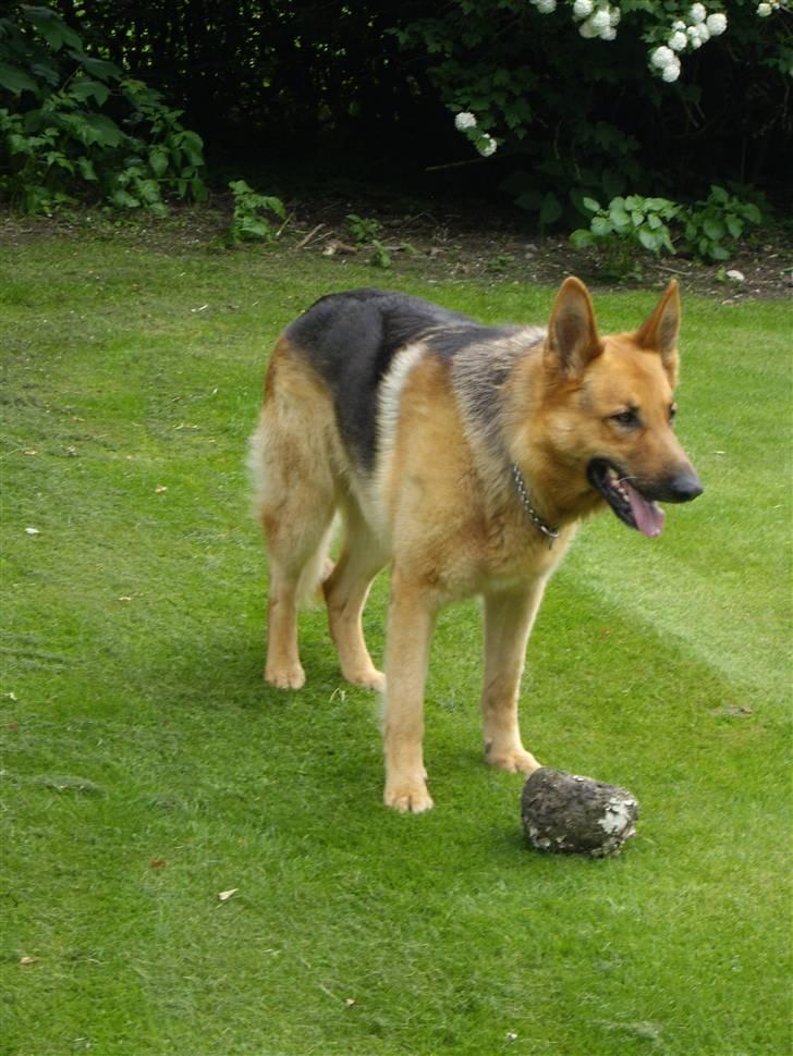 Schæferhund Rex billede 5