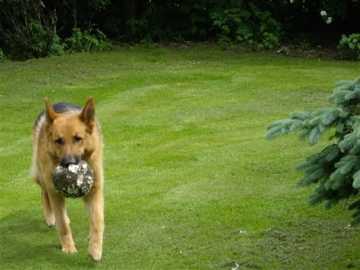 Schæferhund Rex billede 6