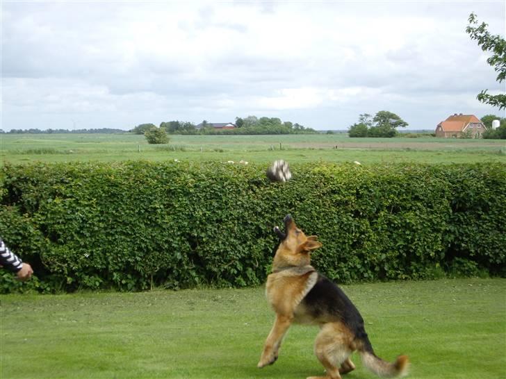 Schæferhund Rex billede 7