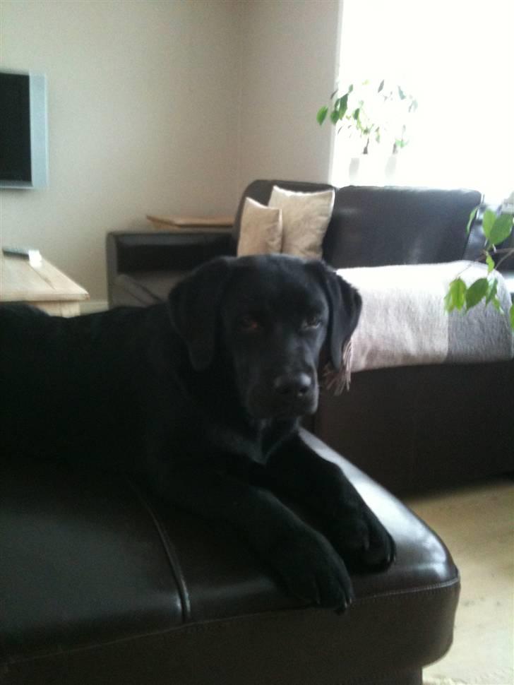 Labrador retriever Fifi sunshine casino - Min helt egen sofa billede 6