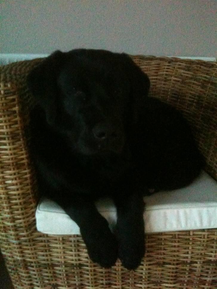 Labrador retriever Fifi sunshine casino - Ved godt jeg ikke må være her i stolen men det er så hyggeligt billede 7