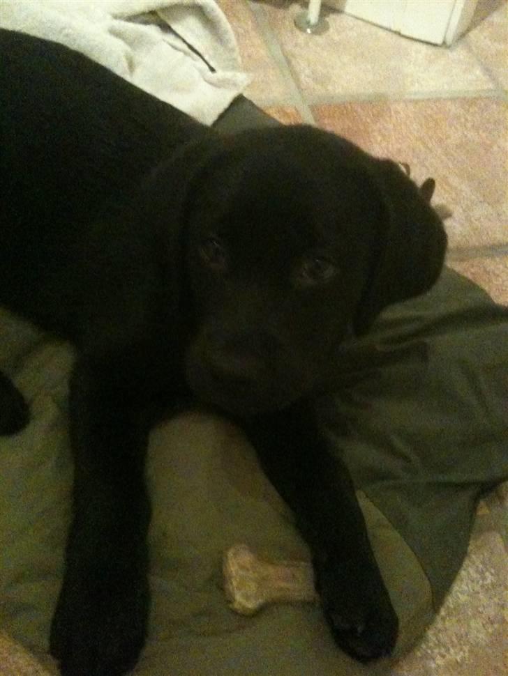 Labrador retriever Fifi sunshine casino - Far jeg sover faktisk billede 8