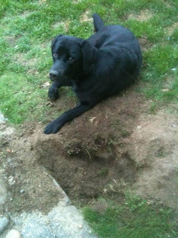 Labrador retriever Fifi sunshine casino - Er jeg ikke dygtig har lige gravet et fint hul i græsset :-) billede 9