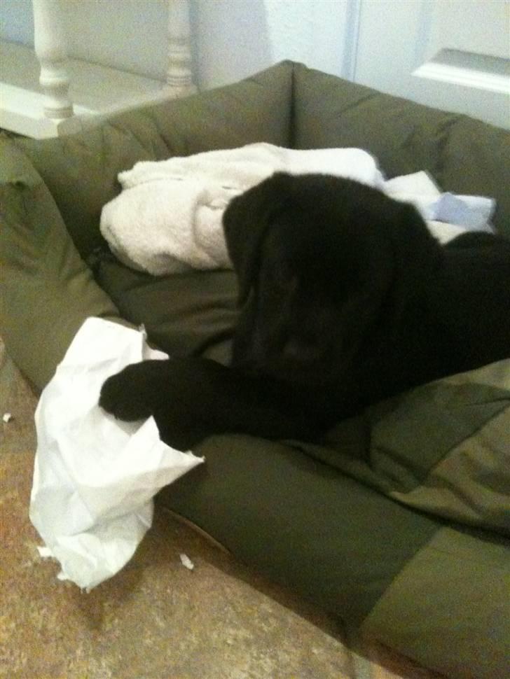 Labrador retriever Fifi sunshine casino - Far skulle du bruge det her papir :-) billede 10