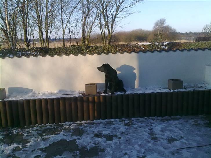 Labrador retriever Fifi sunshine casino - Nyder solen på min udkigs post billede 11