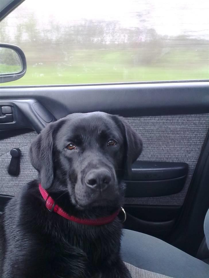 Labrador retriever Fifi sunshine casino - Det er så hyggeligt og køre bil billede 12