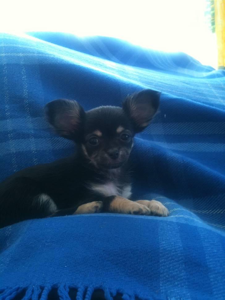 Chihuahua Belle billede 1